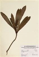 藏品(臺灣杜鵑)的圖片